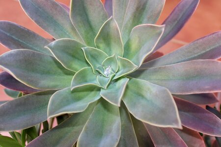 Succulent plant nature