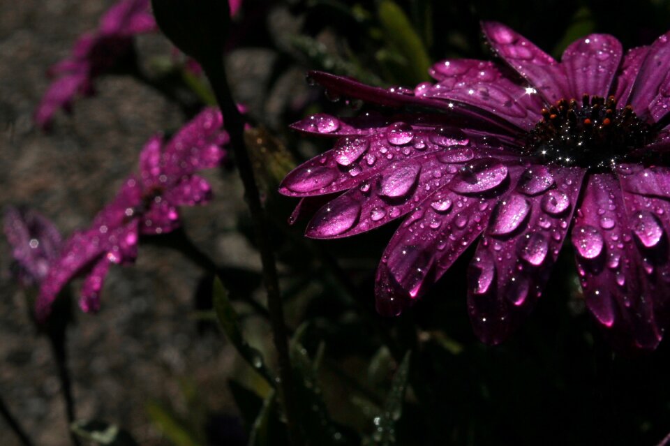 Purple flower nature flower garden