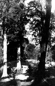 Sikhim and Bhutan - Residency Garden, Gangtak