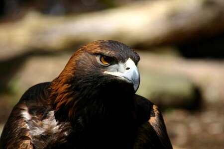 Bird avian wildlife
