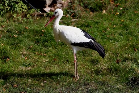 Rattle stork animal nature