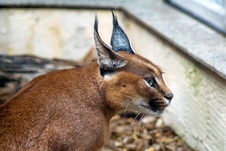 Kalaharia big cat cat