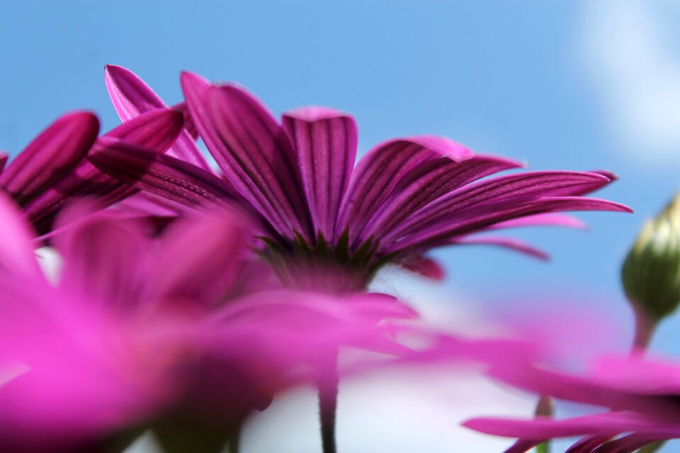 Flower blue spring