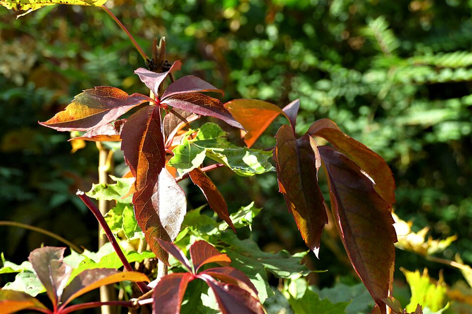 Fall color red leaves autumn mood