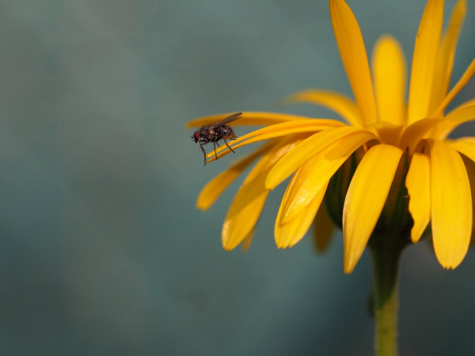 Flower nature garden