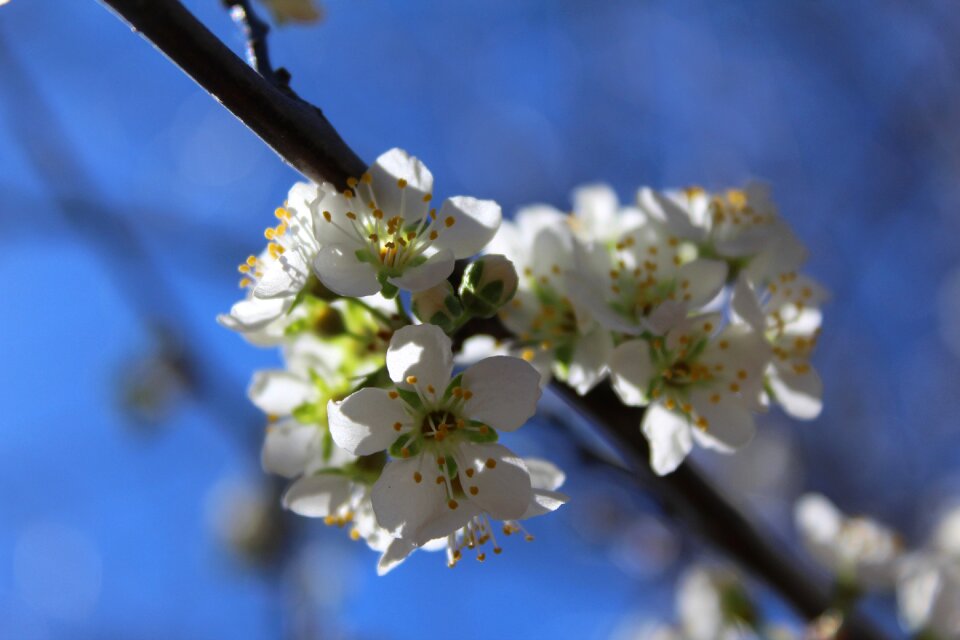 White flowers spring