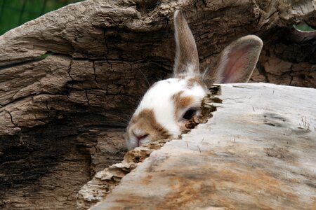 Animal brown rabbit brown bunny photo