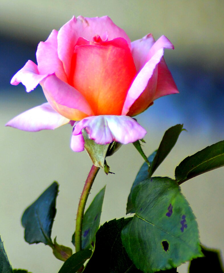 Blossom bloom nature