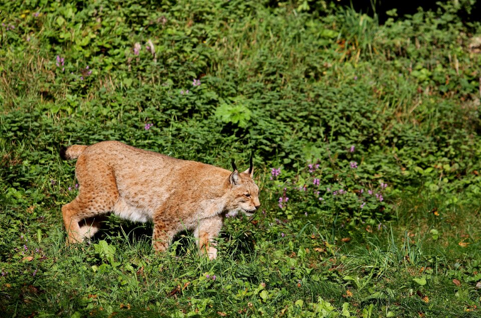 Wildcat predator eurasischer lynx photo