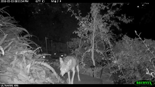 Silver Lake Coyote Family (32576707436)