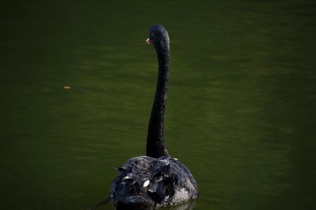 Waterfowl swim swan
