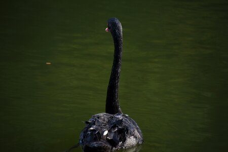 Waterfowl swim swan photo