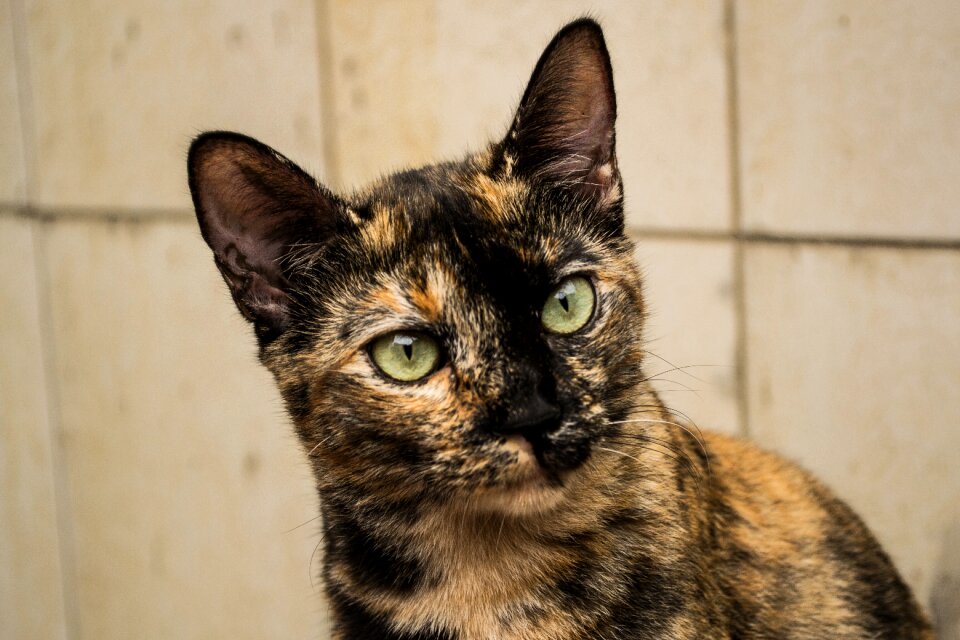 Portrait mammal pet