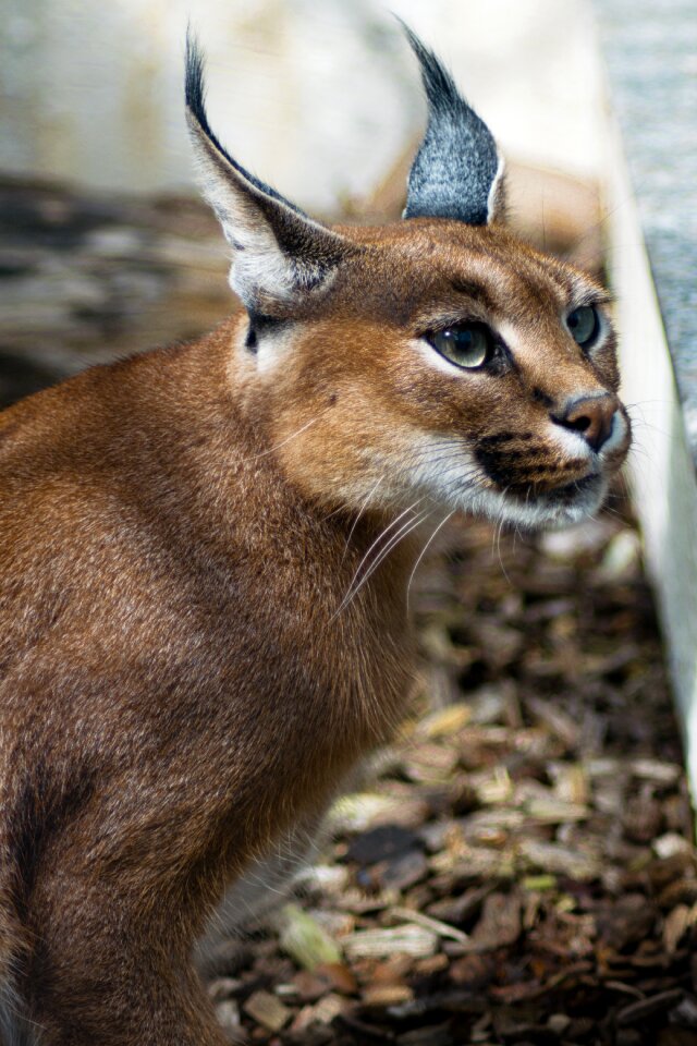 Kalaharia big cat cat