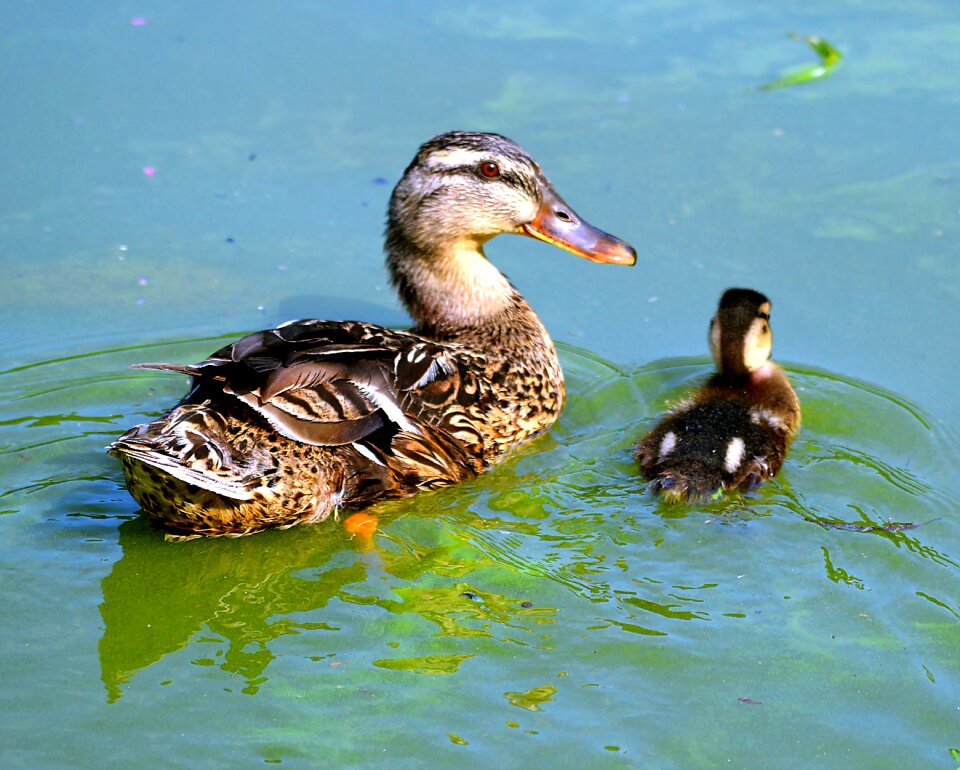 Duck water bird nature