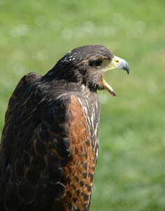 Falcon wild animal photo