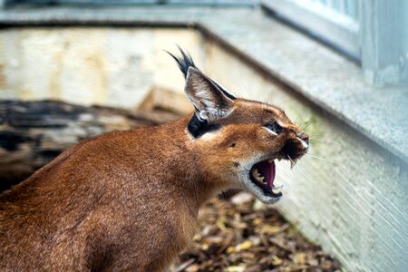 Kalaharia big cat cat