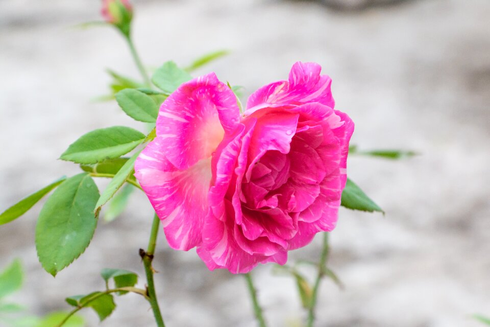 Pink rose perennial flower