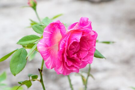 Pink rose perennial flower