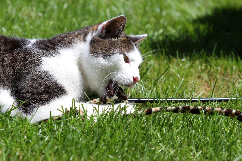 Domestic cat cat plays garden