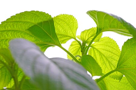 Plant nettle close up
