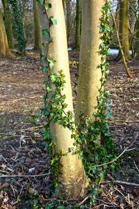 Ivy ivy grown covering