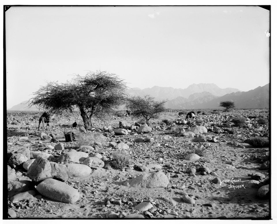 Sinai. Distant view of Jebel Serbal from el-Ka'a. LOC matpc.07229