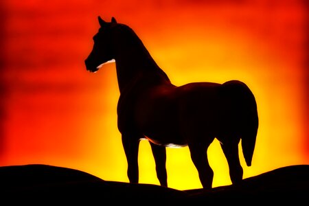 Sunset stallion colorful photo