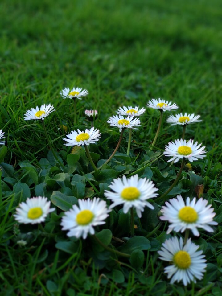 Field flower daisies