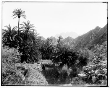 Sinai. Oasis in Wady Feiran (Rephidim), and distant view of Jebel Serbal. LOC matpc.07236