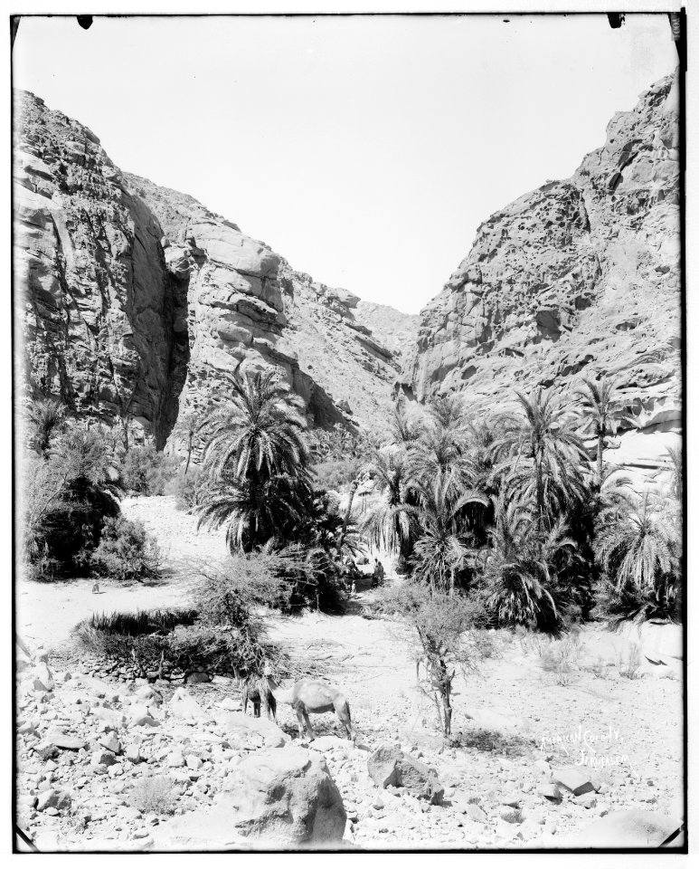 Sinai. Oasis in Wady Hebran. LOC matpc.07230