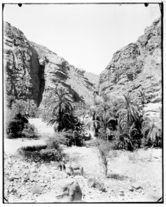 Sinai. Oasis in Wady Hebran. LOC matpc.07230