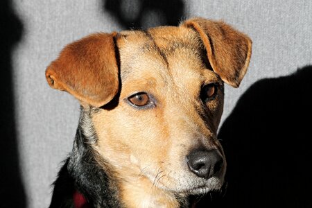 Portrait pet animal