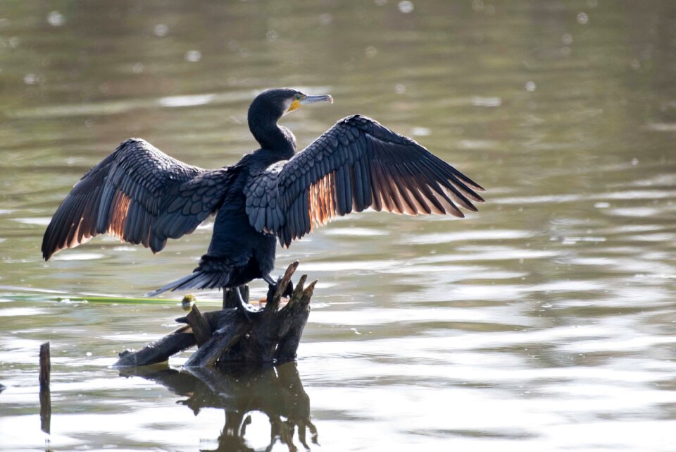Nature reserve backlighting cormorant