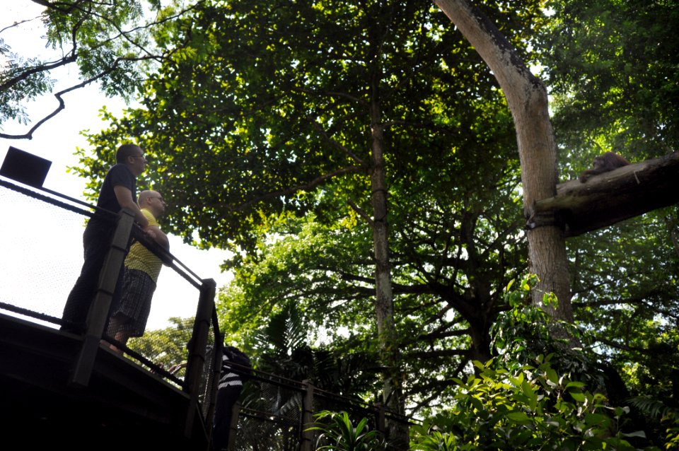 Singapore Zoo action DVIDS183839