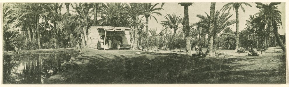 Sinaihalbinsel Westseite, ʻAjûn Mûsā (Mosesquellen), südöstlich von Suês. 1910. LCCN2014648795