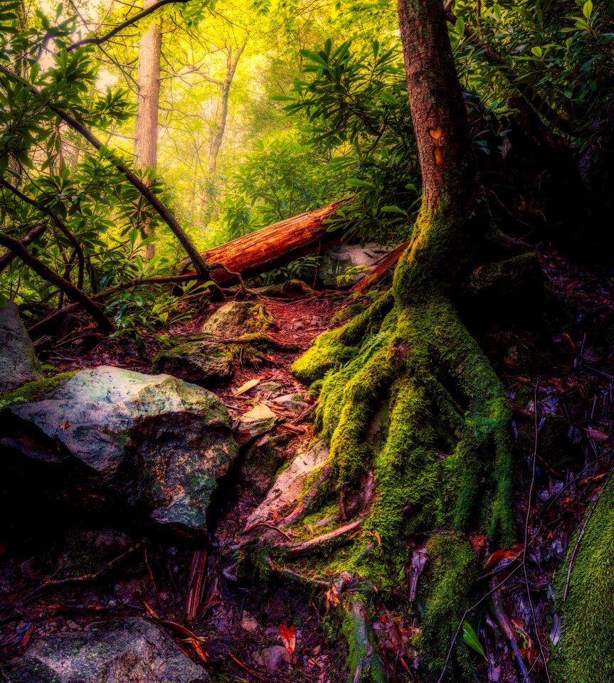 Woods tree root moss