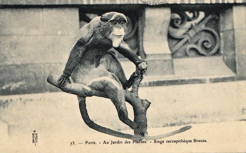 Singe cercopithèque Brazza-Jardin des Plantes-Paris