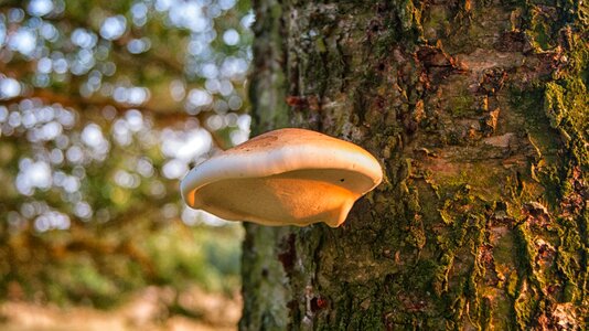 Nature mushrooms agaric