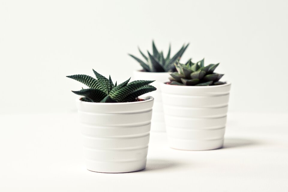 Sheet cactusfamilie succulent
