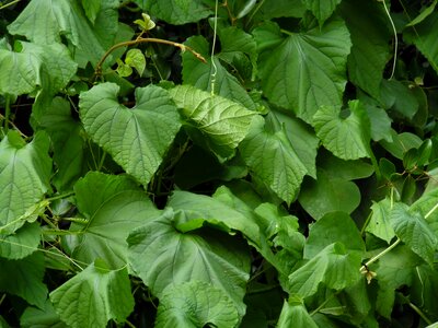 Plants moshi tanzania