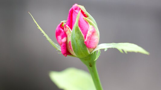 Flower bud flower rose