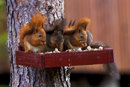 Three squirrel pine