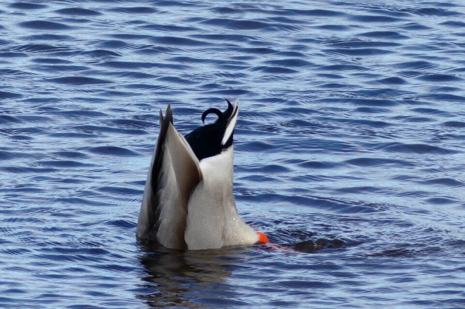 Fauna no person duck