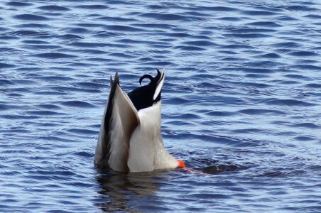 Fauna no person duck photo