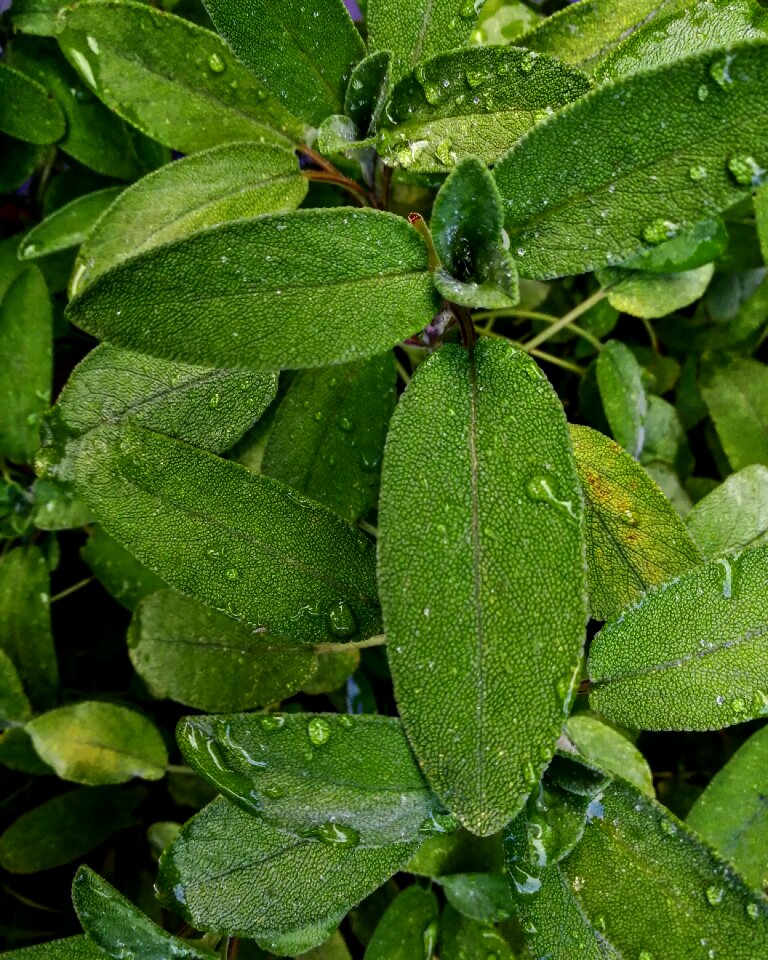 Growth food herb