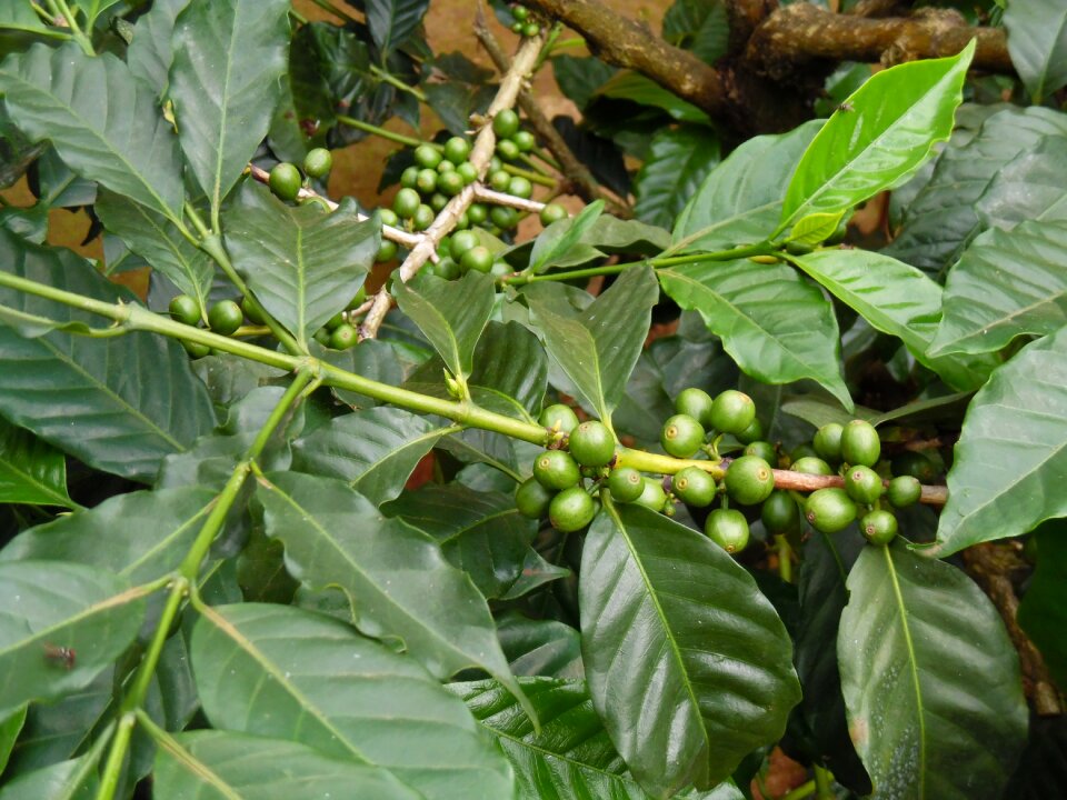 Tanzania afrika green coffee