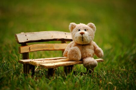 Teddy bear bears cute