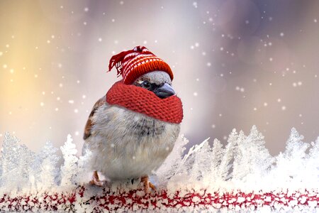 Cold sperling plumage