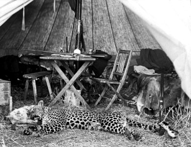 Sir David Bruce; leopard at tent door. Wellcome L0022676
